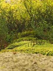 The Generalapos;s Hu