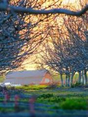 The young masterapos