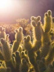 One Night Marriage P