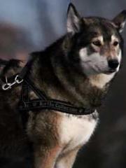 One Night Marriage P