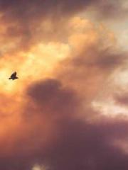 Meng Jinyu Gu Jingxi