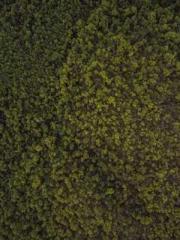 Spring fills Beijing